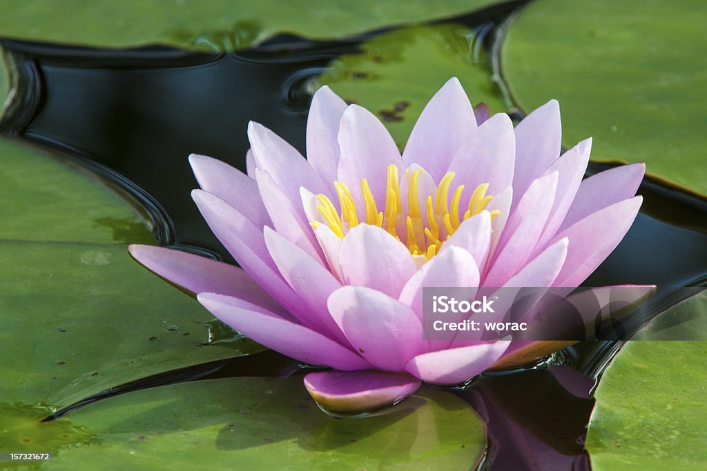 Rosa lotus - Foto de stock de Agua libre de derechos