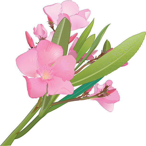 nerium oleander. - ginjal binatang ilustrasi stok