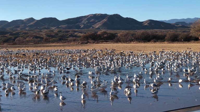 Snow Geese Congregate at Bosque del Apache in New Mexico