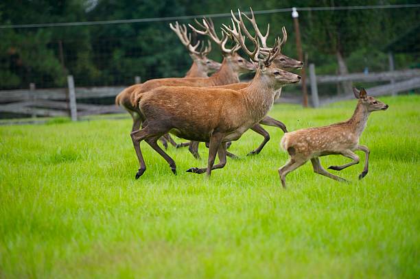 Herd of large Red Deer Running in a grassy Field.