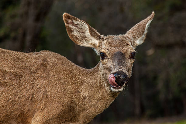 istock Deer Mother_Grasses... Oishi des~~ 157323988