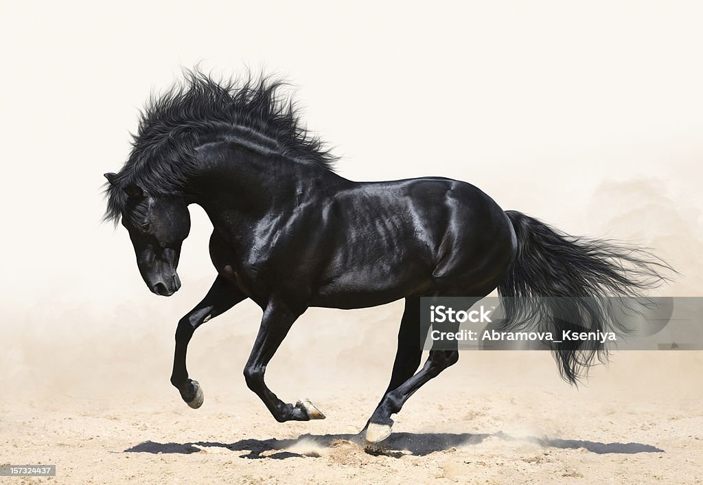 Black horse galloping Black stallion in motion on arena Horse Stock Photo