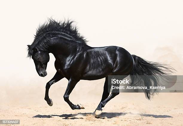 Black Horse Galloping Stock Photo - Download Image Now - Horse, Black Color, Stallion