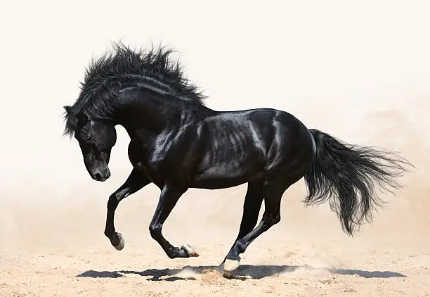 Photo of Black horse galloping