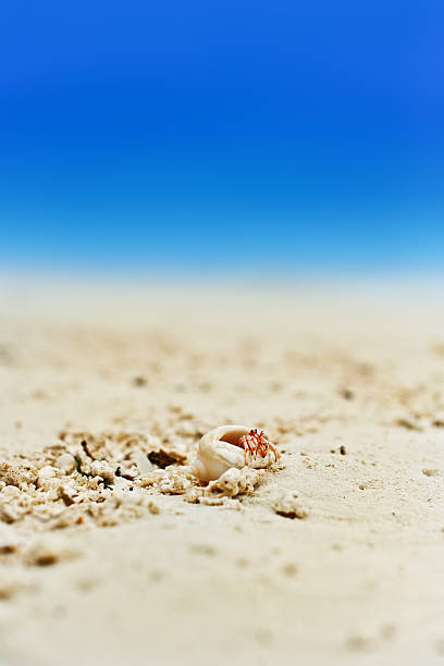 Kleine crab – Foto