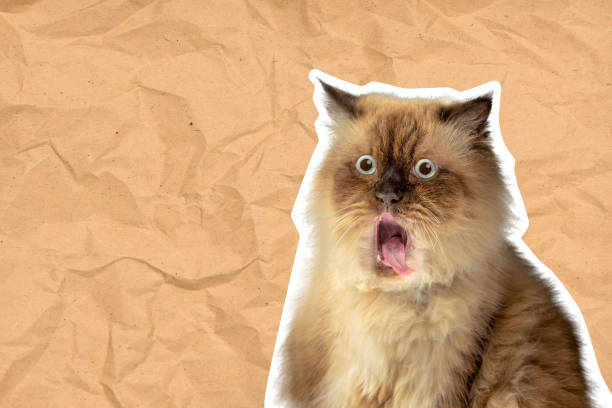 wajah kucing sama - shocked face meme potret stok, foto, & gambar bebas royalti