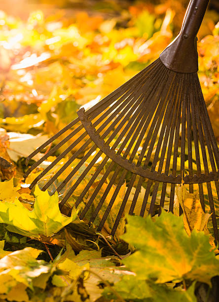 A steel rake in the midst of a pile of autumn leaves stock photo