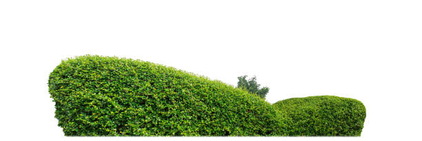 istock Shrubs isolated on white background with clipping path and alpha channel 1573262324