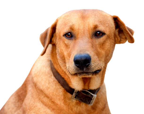 istock Red male dog  isolated  white background for both printing and web pages with cut path and alpha channel 1573263550