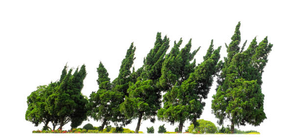 istock Green trees on white background  and alpha channel 1573263882