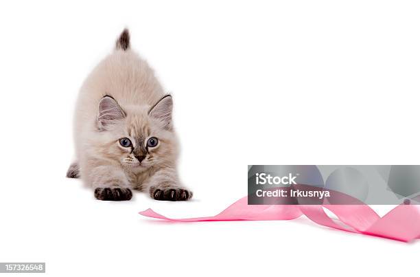Ładny Brytyjski Kociak Gra Z Różowym Wstążki - zdjęcia stockowe i więcej obrazów Kot domowy - Kot domowy, Wstążka, Białe tło