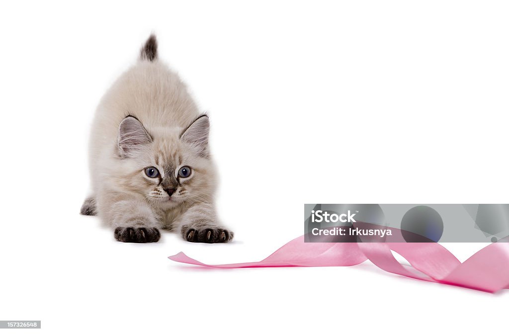 Filhote de Gato britânico engraçado, brincando com Rosa fita. - Royalty-free Fita Foto de stock