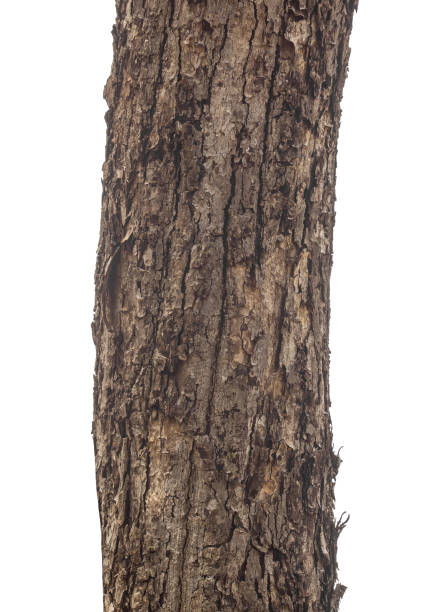 istock Trunk of a Tree Isolated On White Background 1573265960