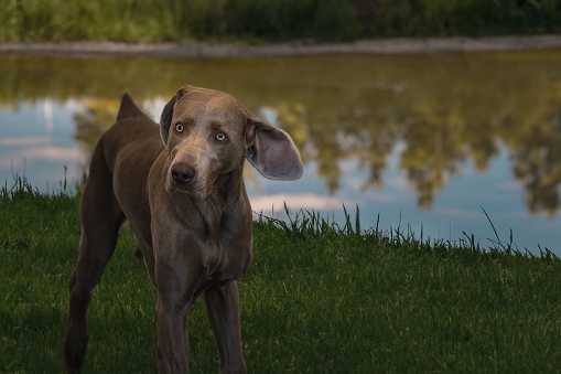 An adorable brown Weimaraner standing atop a lush green field in front of a lake