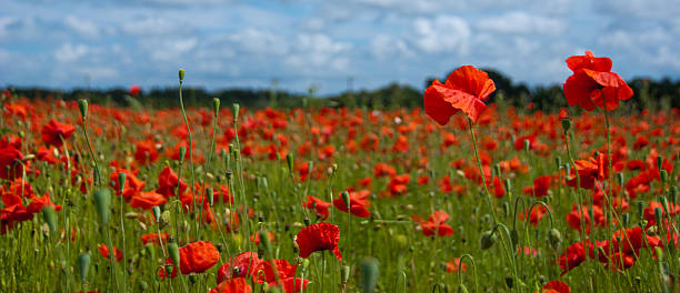 istock Tubney Poppies 157326807