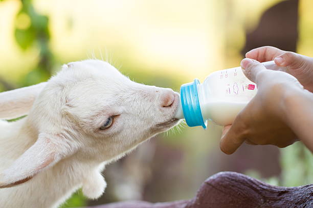 Woman feeding milk to a baby goat by hand