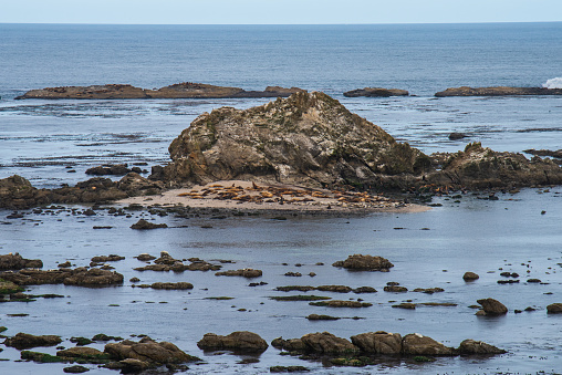 Sea lions gathered on a sea stack rock on the Oregon Coast