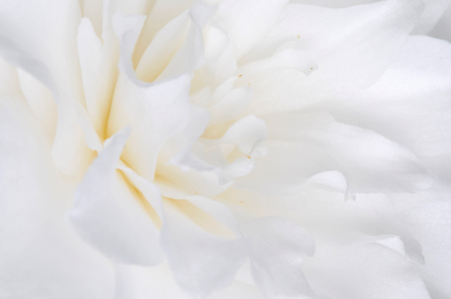 White Japanese camellia