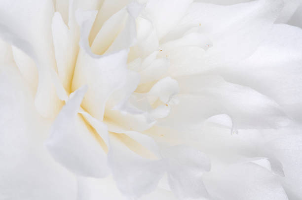 White Camellia White Japanese camellia camellia photos stock pictures, royalty-free photos & images