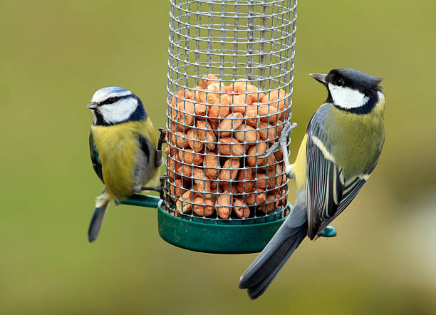 Great and Blue Tit Feeding  bird feeder photos stock pictures, royalty-free photos & images