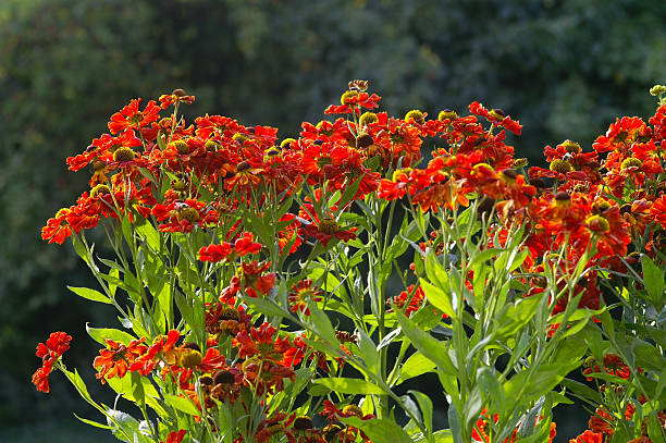 istock Red sunbrides in the counther-light 157327339