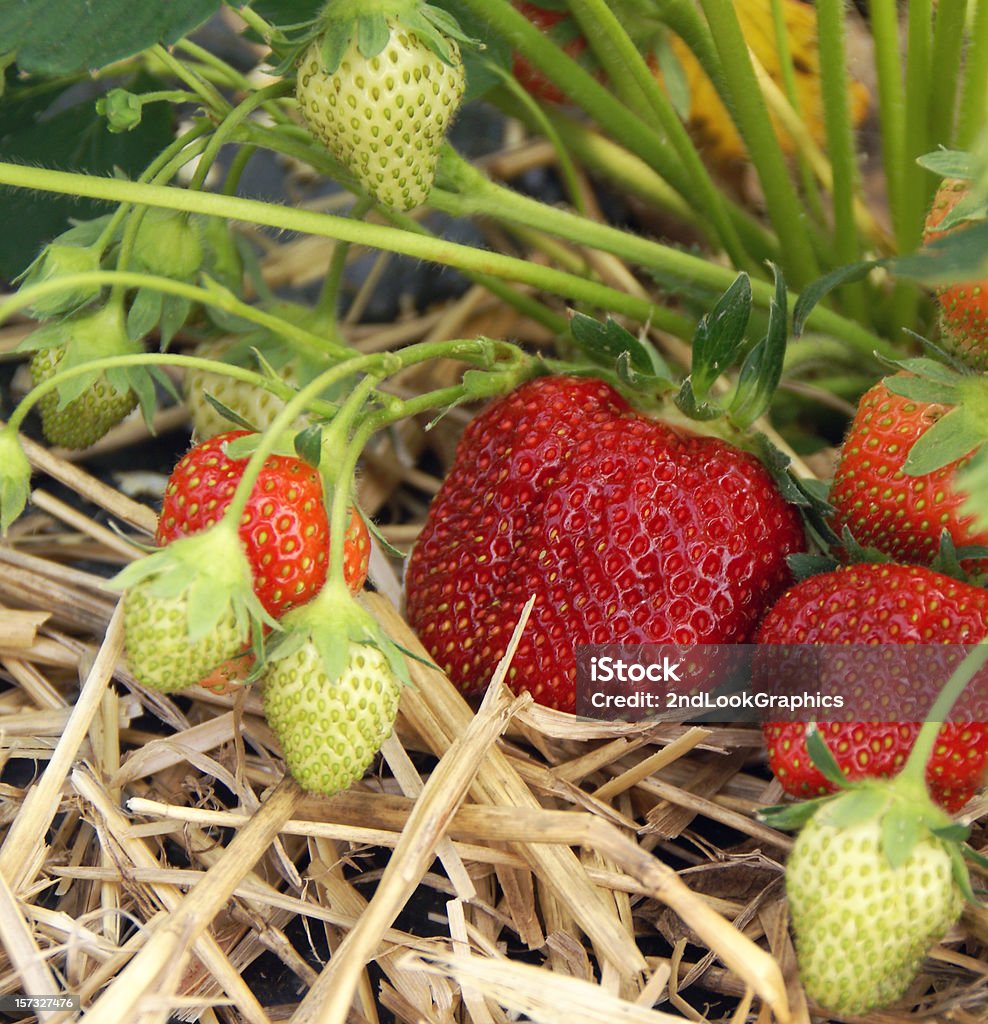 Erdbeeren Ripening - Lizenzfrei Agrarbetrieb Stock-Foto