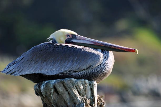 istock Pelican Resting on Ocean Pilings 157327573