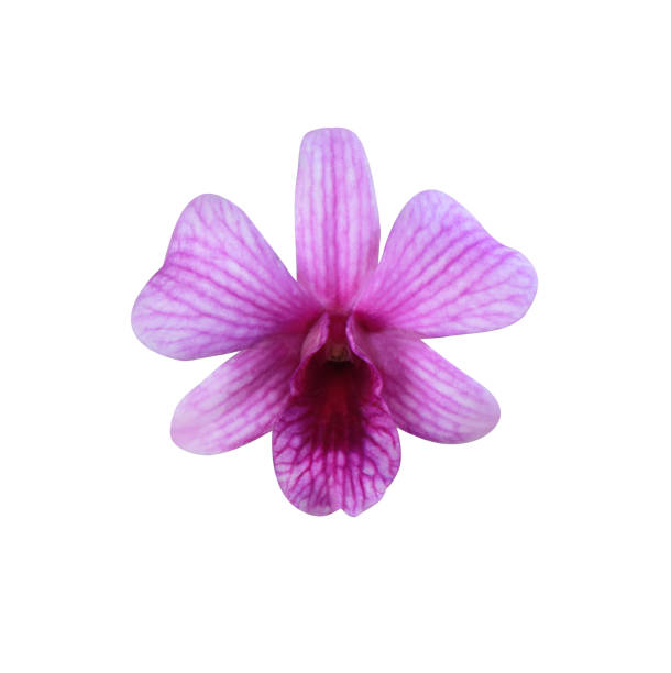 phalaenopsis o fiore di orchidea. - rosemary flower single flower flower head foto e immagini stock