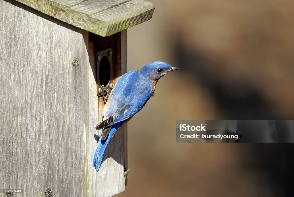 Bluebird en caja con espacio para la computadora macho - Foto de stock de Caja libre de derechos