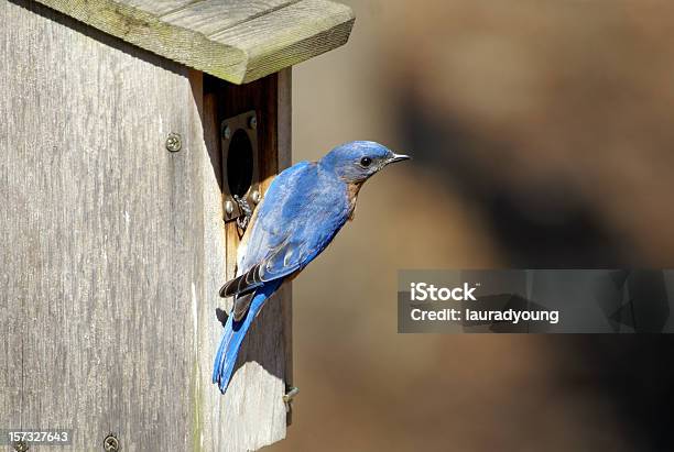 Bluebird En Caja Con Espacio Para La Computadora Macho Foto de stock y más banco de imágenes de Caja