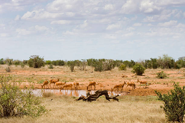 istock At the watering hole, Kenya. 157327654