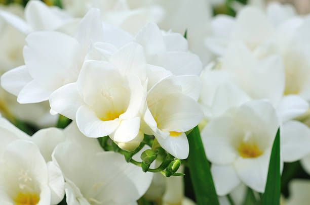 Blooming White Freesia stock photo