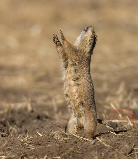 Chipmunk outdoors