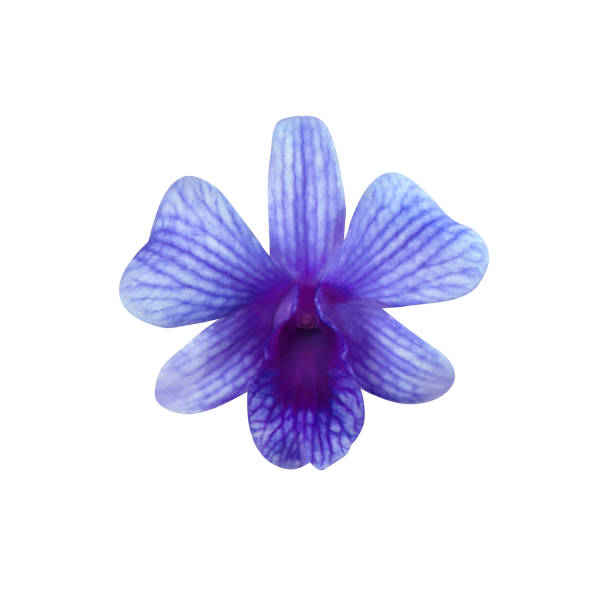 phalaenopsis o fiore di orchidea. - rosemary flower single flower flower head foto e immagini stock
