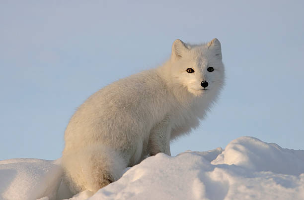 Arctic fox looks into the distance . Polar fox. Wildlife. Arctic, Kolguev Island, Russia. white fox stock pictures, royalty-free photos & images