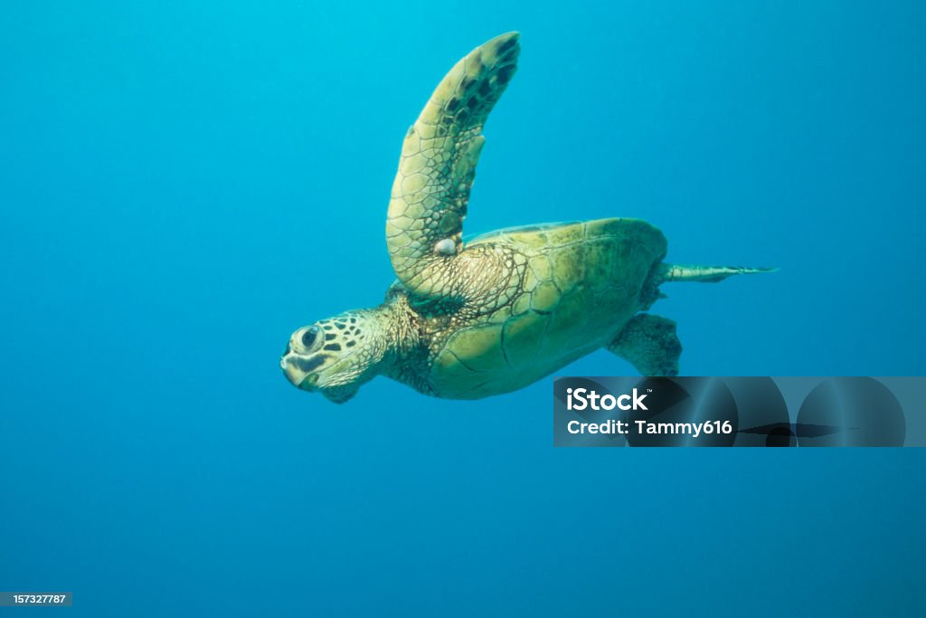Flying Blue Turtle Flying Turtle Stock Photo - Download Image Now - Deep, Pacific Ocean ...