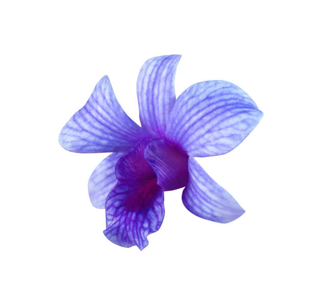 istock Phalaenopsis or Orchid flower. 1573278134