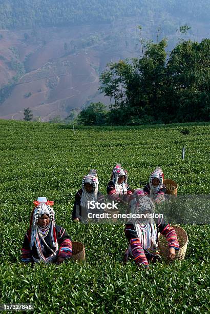 Akha Herbata Pickers - zdjęcia stockowe i więcej obrazów Roślina herbaty - Roślina herbaty, Wybór - Pojęcia, Akha