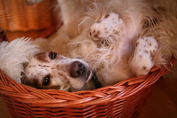 istock English Setter in her basket 157327920