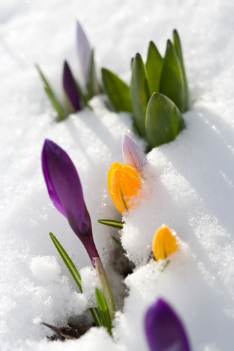 Colorful crocus buds in a snow-covered flower bed. In aRGB color for beautiful prints.