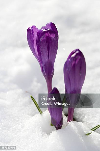パープルのクロッカスのスノーイー花壇スウェーデン - クロッカスのストックフォトや画像を多数ご用意 - クロッカス, 雪, 冬