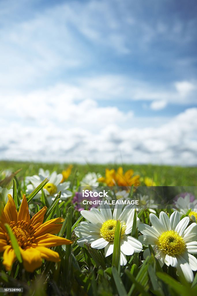 Meadow com flores 3 - Foto de stock de Branco royalty-free