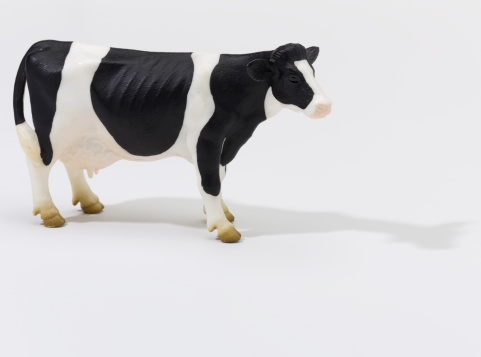 Dairy cow on white background