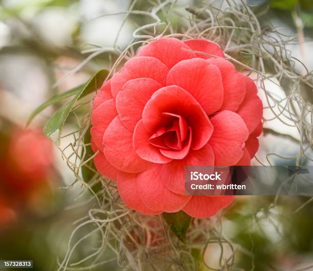 Photo libre de droit de Camélia Avec Mousse Espagnole banque d'images et plus d'images libres de droit de Arbre en fleurs - Arbre en fleurs, Camélia, Caroline du Sud