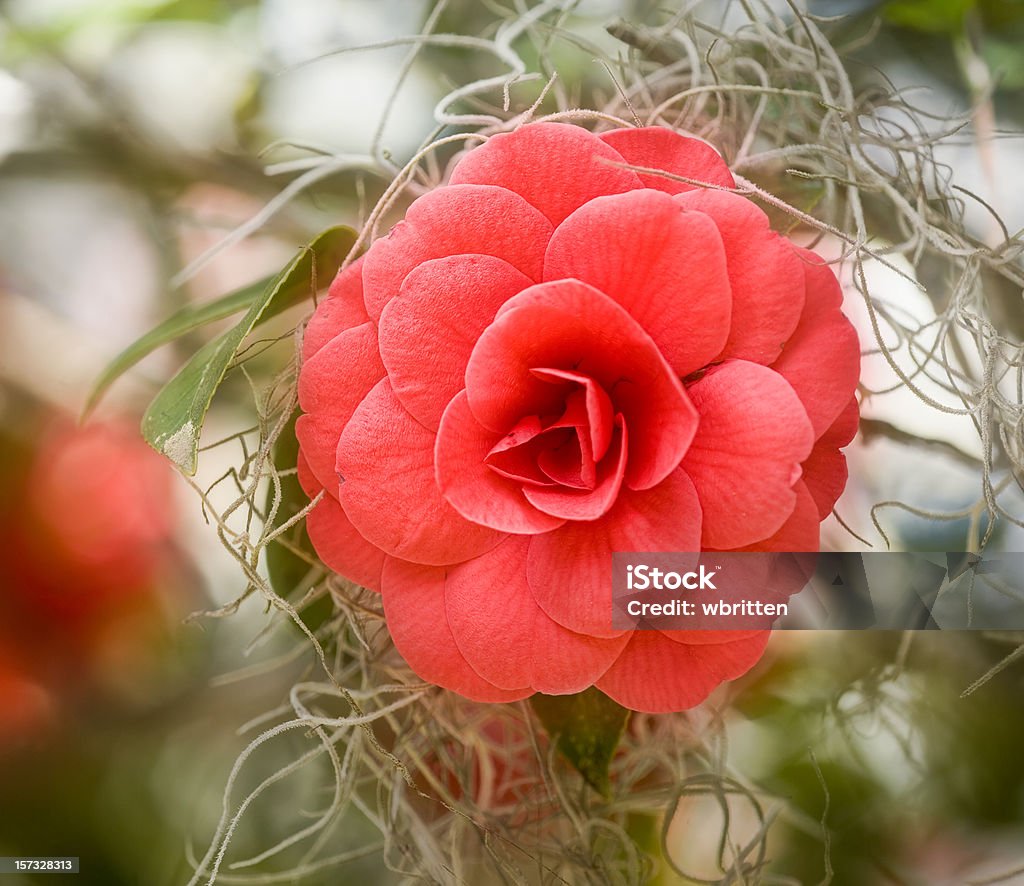 Camellia com musgo espanhol - Foto de stock de Barba-de-velho royalty-free