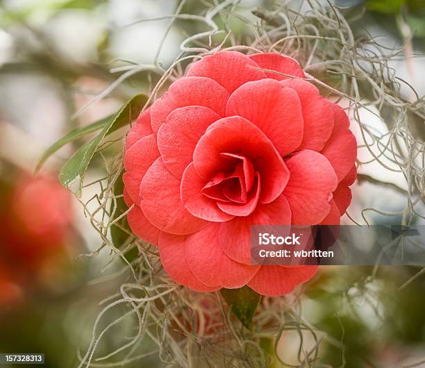 Foto de Camellia Com Musgo Espanhol e mais fotos de stock de Barba-de-velho - Barba-de-velho, Camélia, Carolina do Sul