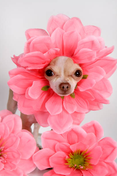 spring a little chihuahua dressing petals like a flower dog group of animals three animals happiness stock pictures, royalty-free photos & images