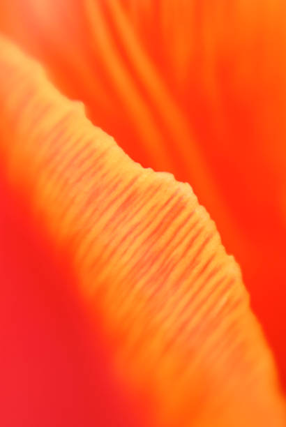 istock Petal of Red Tulip 157328408