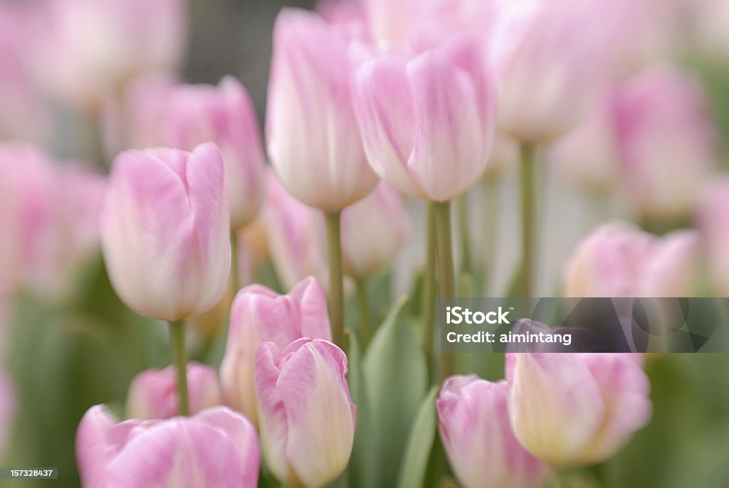 ピンクのチューリップ - カラー画像のロイヤリティフリーストックフォト