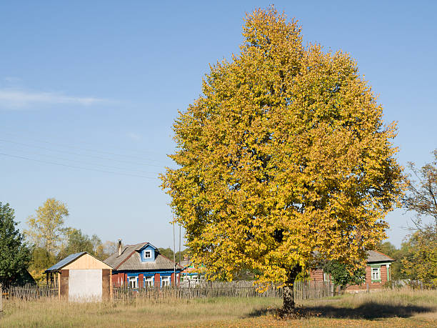 Lime-tree  tilia cordata stock pictures, royalty-free photos & images
